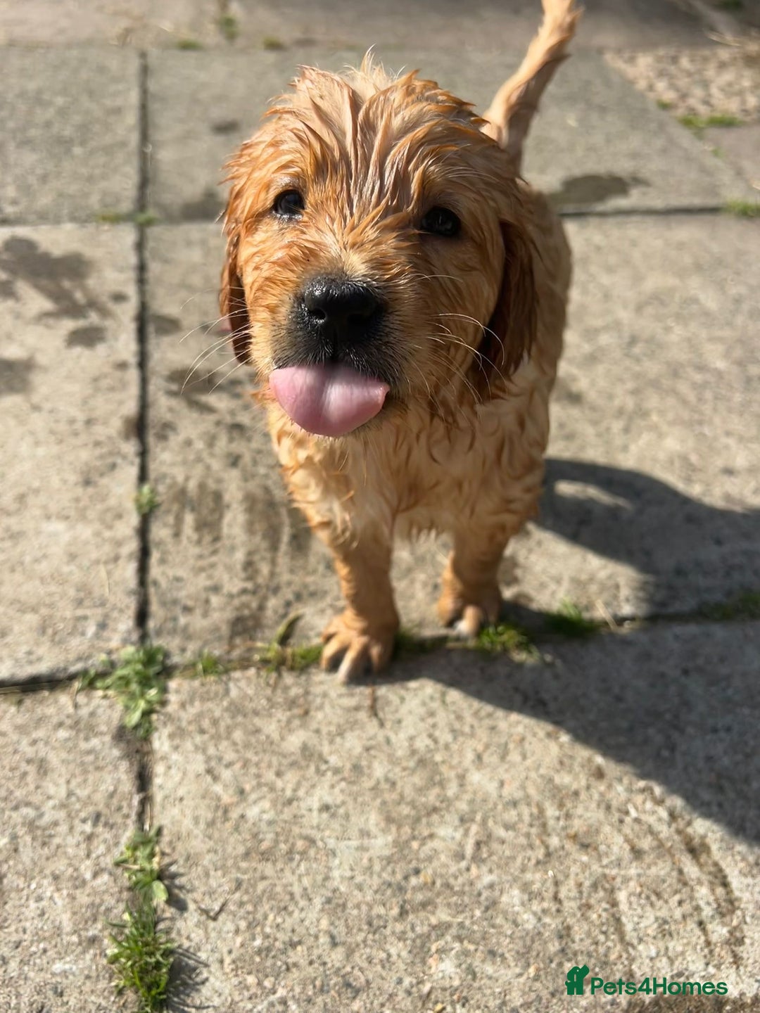Golden Retriever dogs for sale: 2 beautiful golden retriever boys available. - Image 16