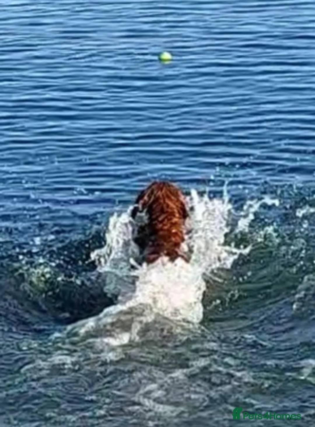 Cocker Spaniel dogs for stud: PROVEN Red Cocker Spaniel at Stud in Durham - Advert 12