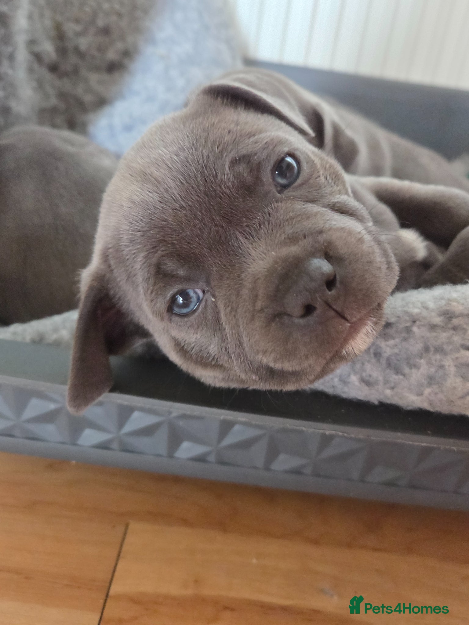 Staffordshire Bull Terrier dogs Champion Bloodline KC Staffy Puppies - Advert 15