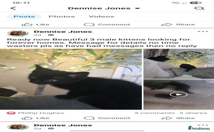 Mixed Breed cats - Advert 4