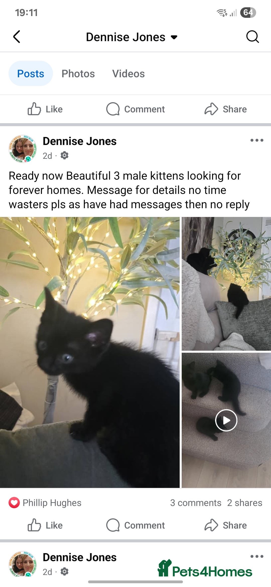 Mixed Breed cats for sale: Male kittens  - Image 1