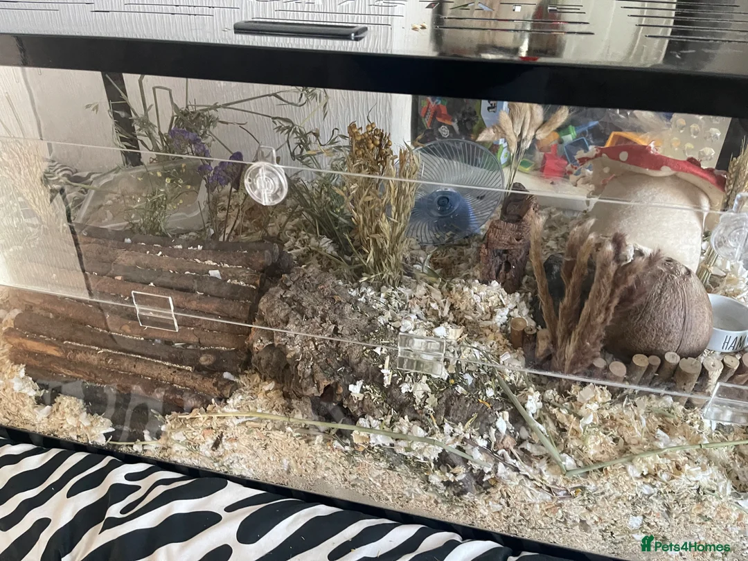 Hamster rodents for sale: Full hamster setup with hamster  - Advert 9