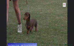Dachshund dogs for stud: 2 CRUFTS Qual. Standard Dachshunds AT STUD only in Market Harborough - Image 6