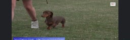 Dachshund dogs for stud: Proven CRUFTS Standard Dachshund AT STUD in Market Harborough - Advert 5