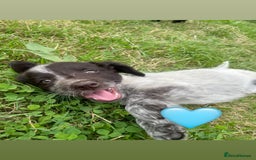 Sprollie dogs for sale: Sprollie Pups - Image 6