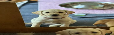Red collar yellow bitch 