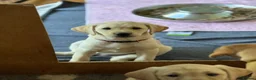 Labrador Retriever dogs for sale: FTCH Sired excellent FTCH working line Labradors - Advert 2