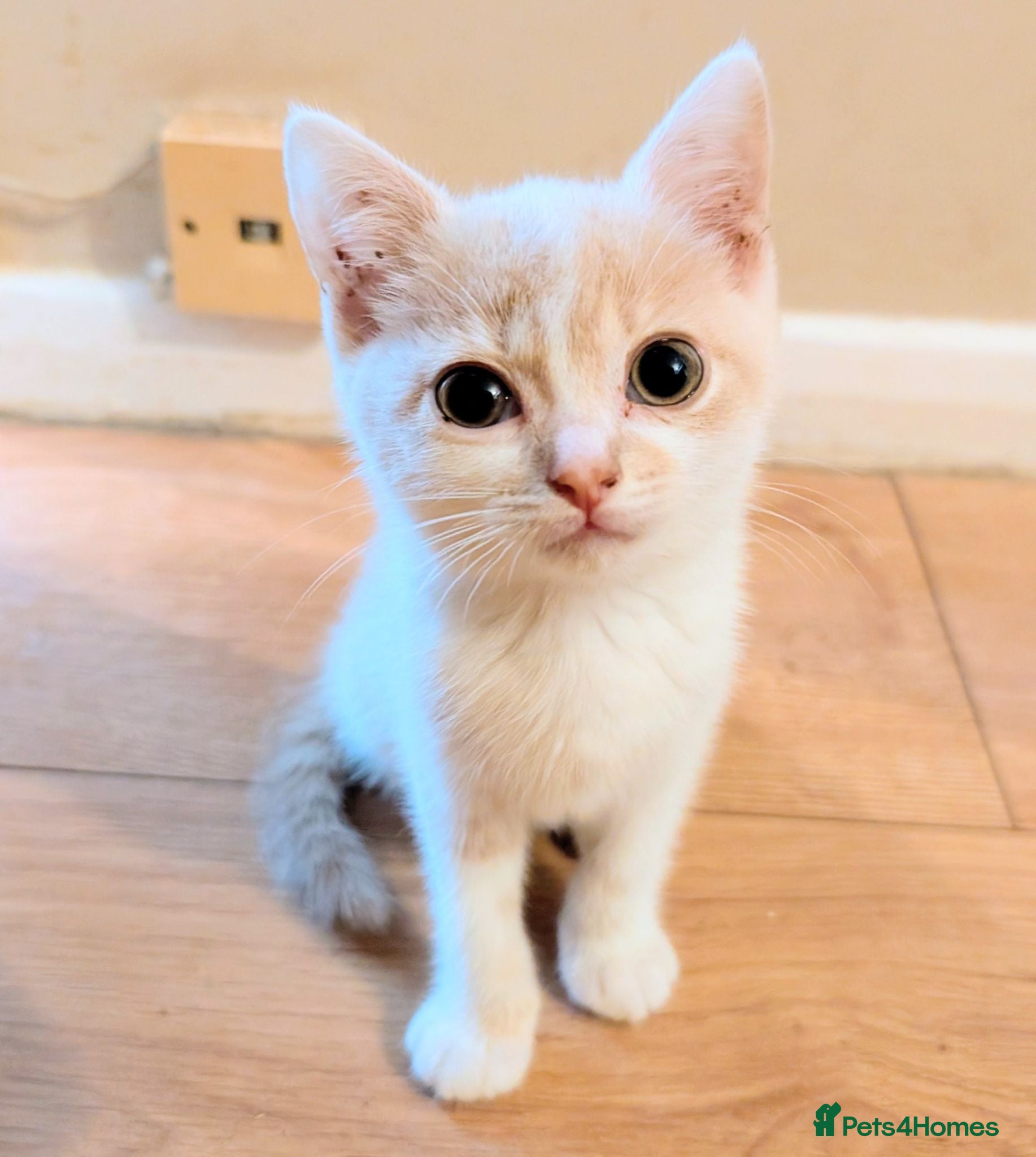 Mixed Breed cats Stunning litter of kittens - part BSH - Advert 2