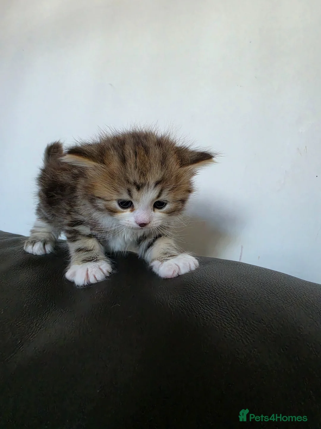 Siberian cats for sale: Pure gorgeous Siberian Kittens - Advert 2