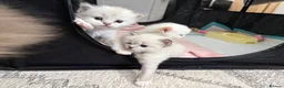 Ragdoll cats for sale:  Beautiful Ragdoll Kittens in Carshalton - Advert 9