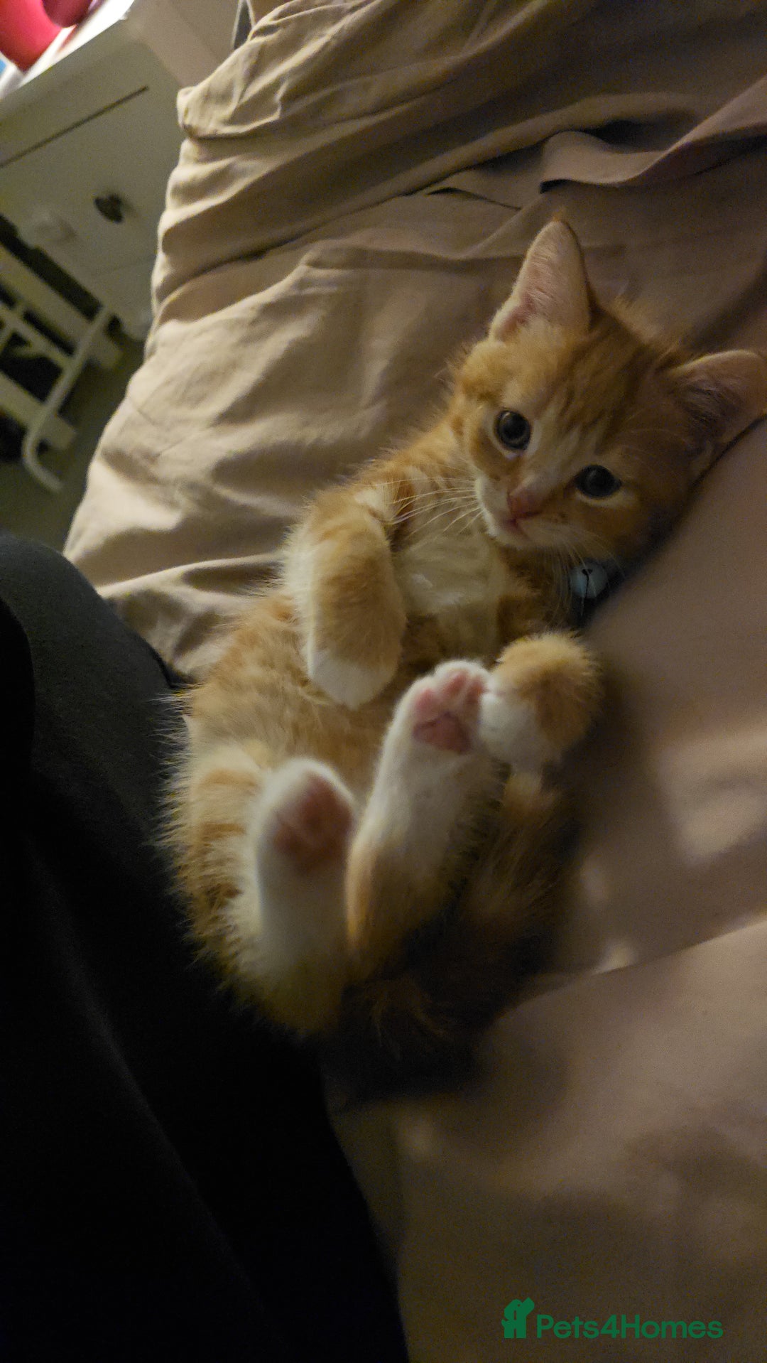 Mixed Breed cats for sale: Maine Coone x Ragdoll Kitten - Advert 5