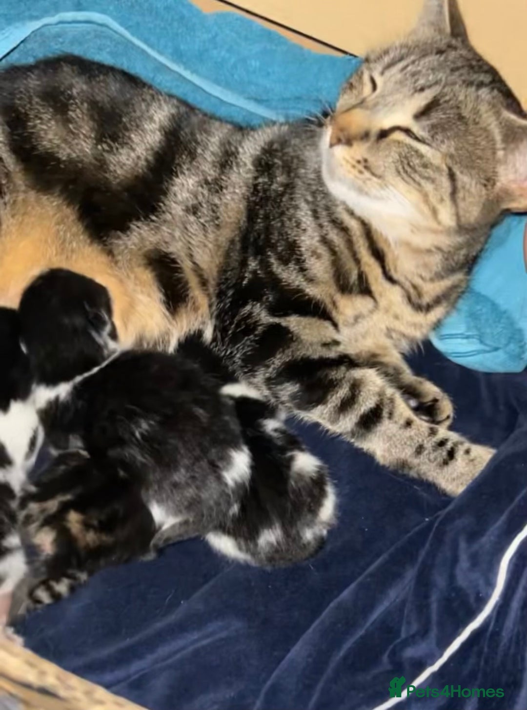 Domestic Shorthair cats for sale: Female Tabby Tuxedo Kitten with white paws - Advert 3