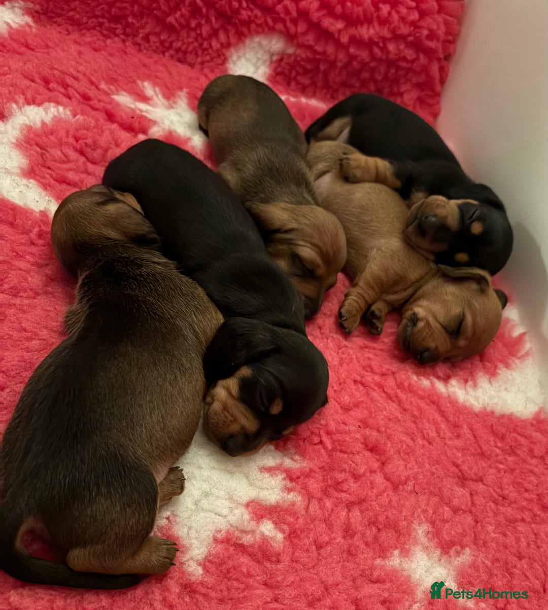 Miniature Dachshund dogs for sale: Vanitonia Miniature Smooth Dachshunds   - Advert 11
