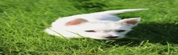 West Highland Terrier dogs for sale: West Highland Terrier (Westie) Puppies for Sale - Advert 19