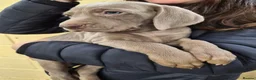 Weimaraner dogs for sale: Ready to leave. Stunning Weimaraner Puppies  in Bridgend - Advert 4