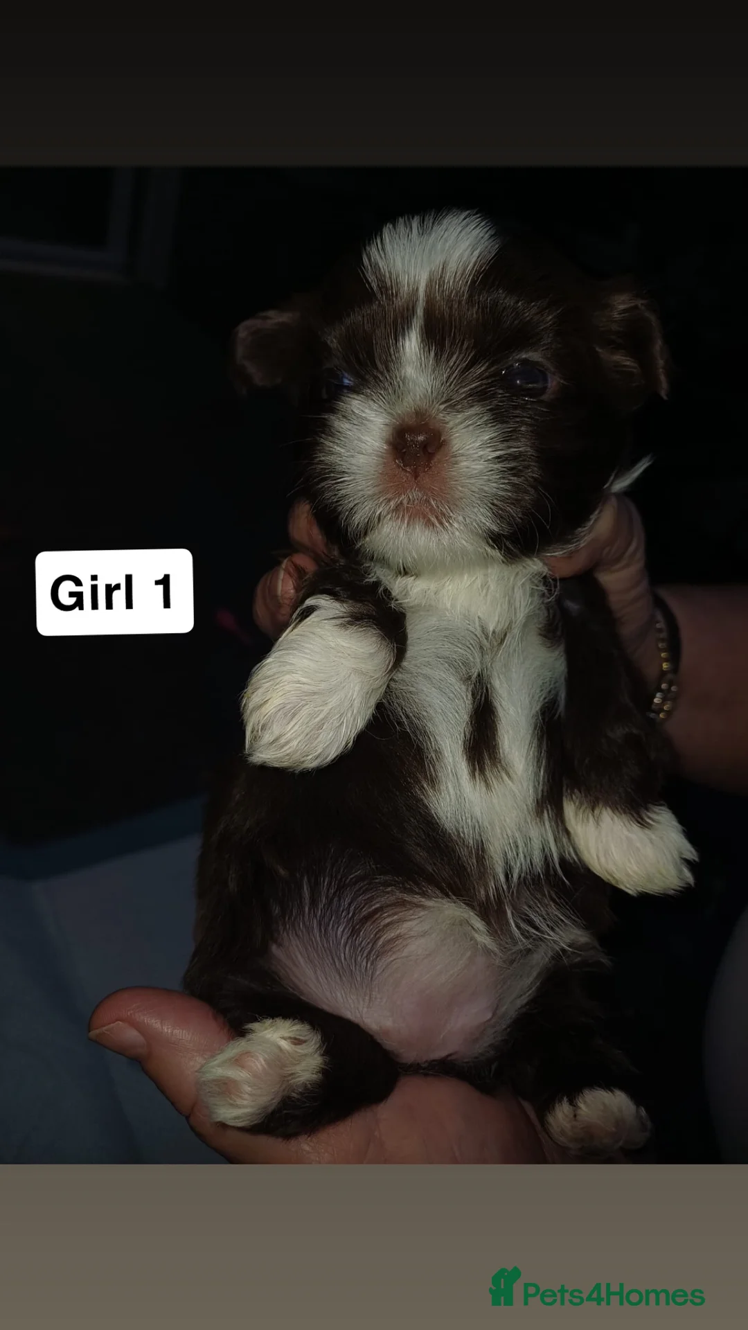 Shih Tzu dogs for sale: Full Breed Shihtzu For Sale  - Advert 9