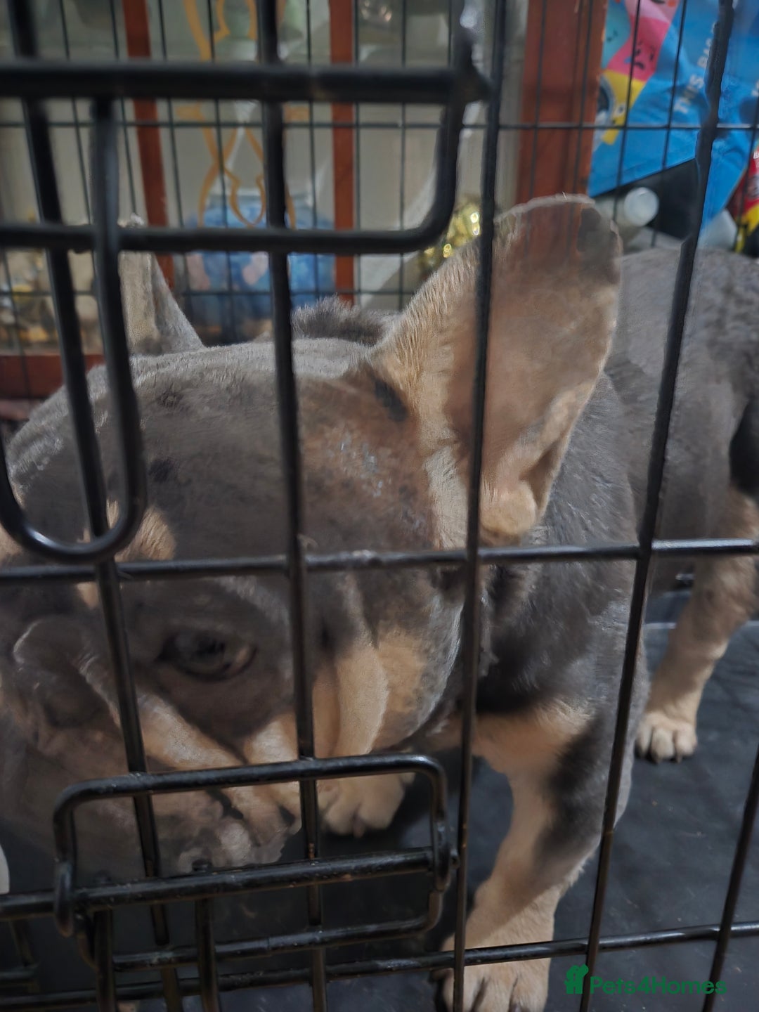 French Bulldog dogs for sale: French Pug - Image 3