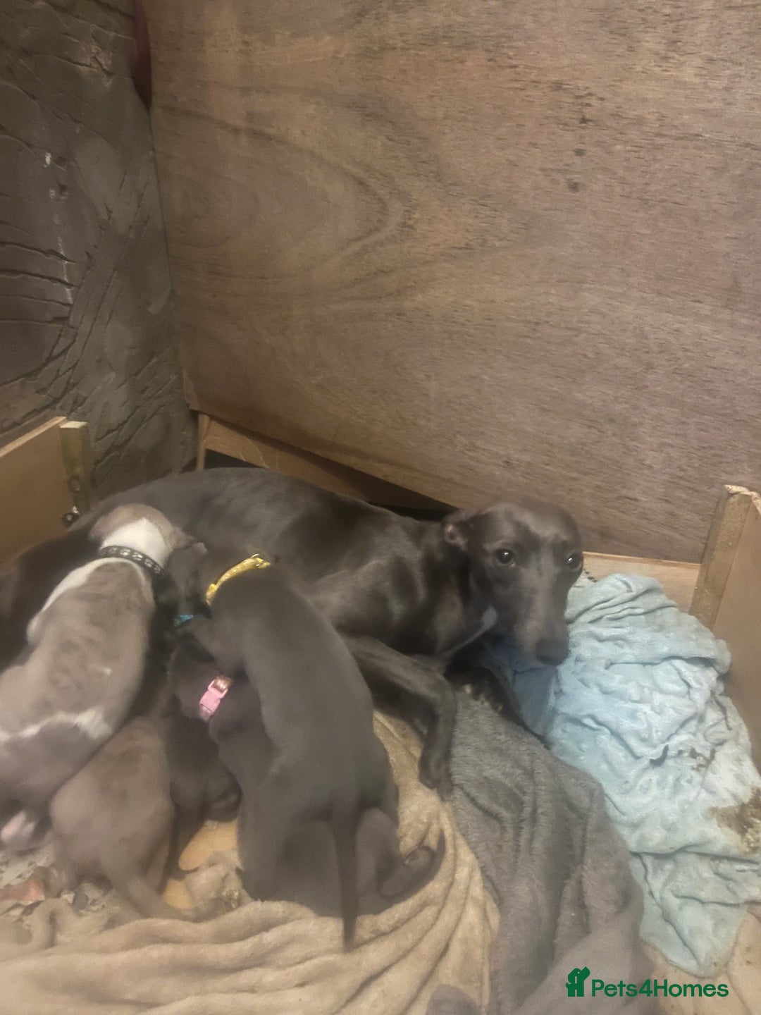Whippet dogs for sale: 9 weeksold blue whippets ready to leave  - Image 22
