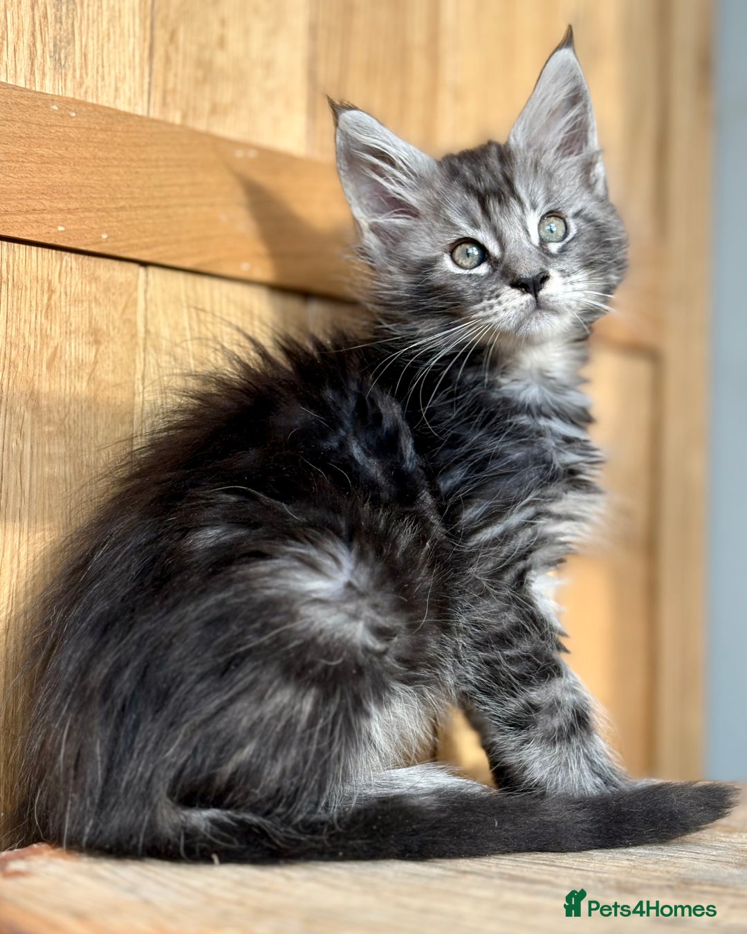 Maine Coon cats for sale: Maine Coon kittens - Advert 10