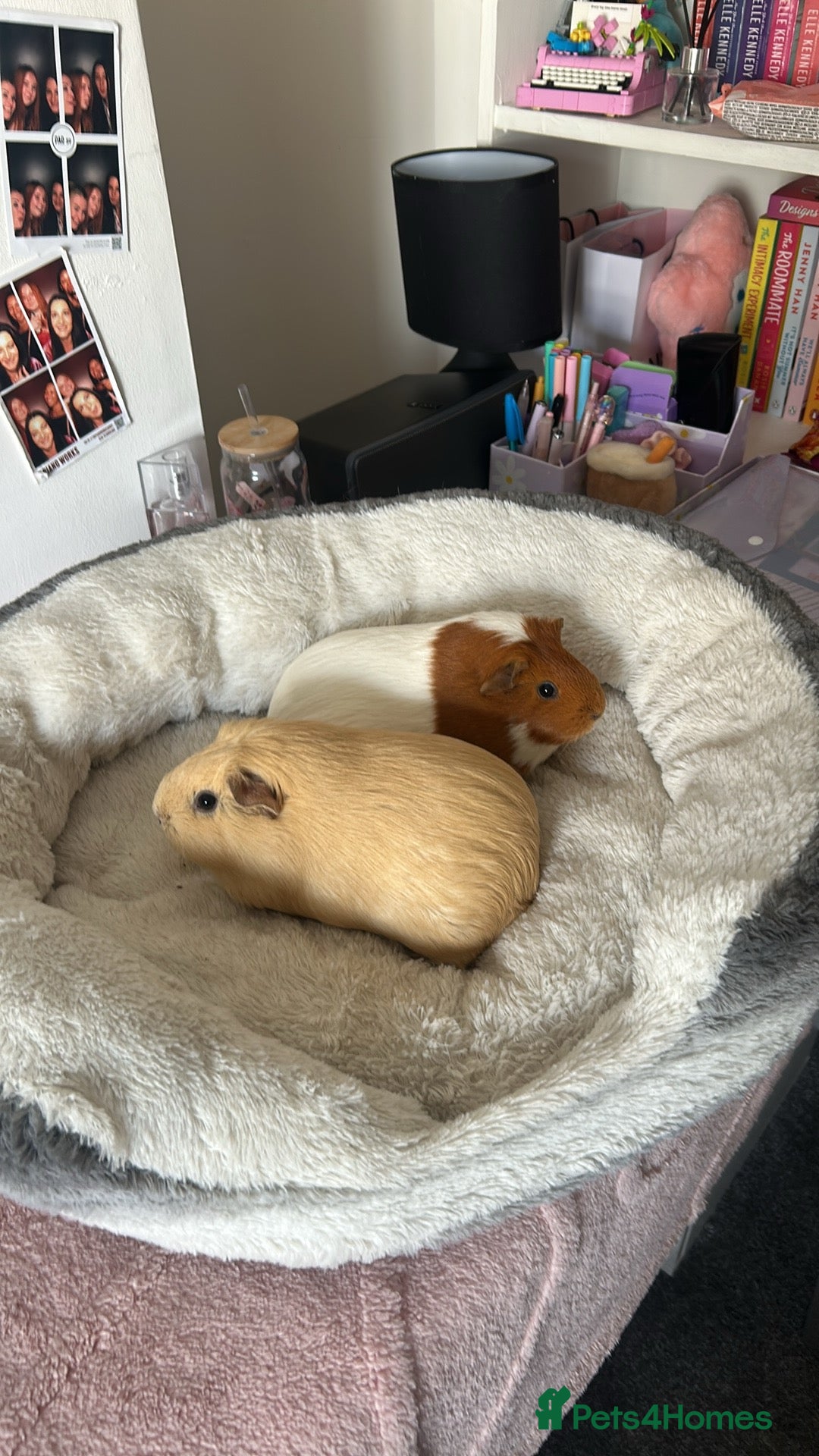 Guinea Pig rodents for sale: Bonded pair or loving girls  - Advert 1