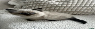 Ragdoll 4