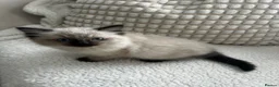 Ragdoll cats for sale: Kittens for sale  - Advert 2