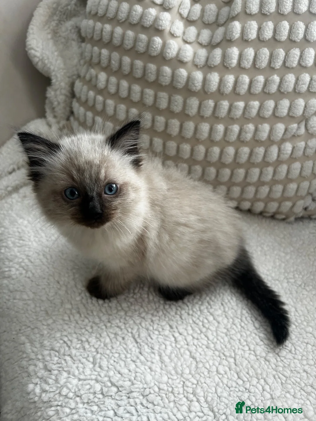 Ragdoll cats for sale: Kittens for sale  - Advert 2
