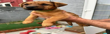 Mixed Breed 2