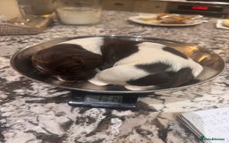 English Springer Spaniel dogs for sale: Beautiful springer spaniel girls  - Advert 2