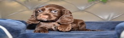 Cocker Spaniel dogs for sale: Kc Reg Health Tested Cocker Spaniel Puppies - Advert 27