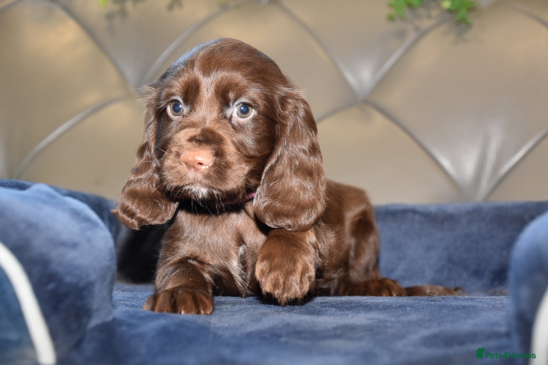 Cocker Spaniel dogs for sale: Kc Reg Health Tested Cocker Spaniel Puppies - Advert 27