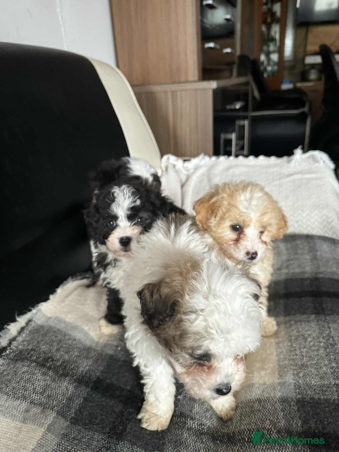 Mixed Breed dogs for sale: Bichon Maltese mix  - Advert 10