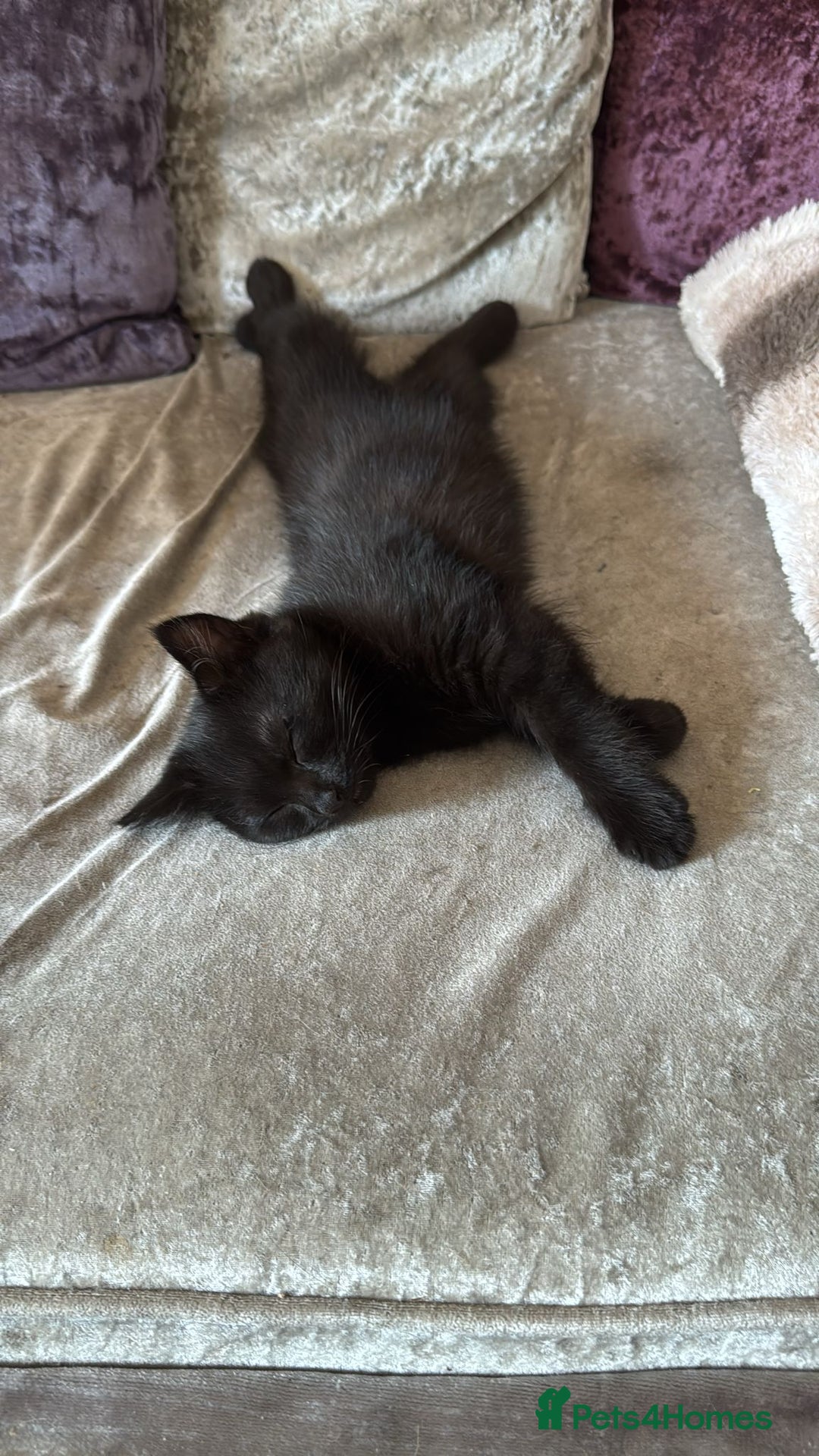 Domestic Shorthair cats for sale: 3 Grey kittens and 1 black in Bury Saint Edmunds - Image 3