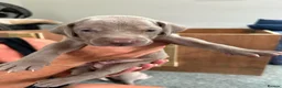 Weimaraner dogs for sale: Weimaraner puppies KC registered in Swansea - Advert 8