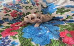 Australian Shepherd dogs for sale: Champion kc registerd pups - Image 1