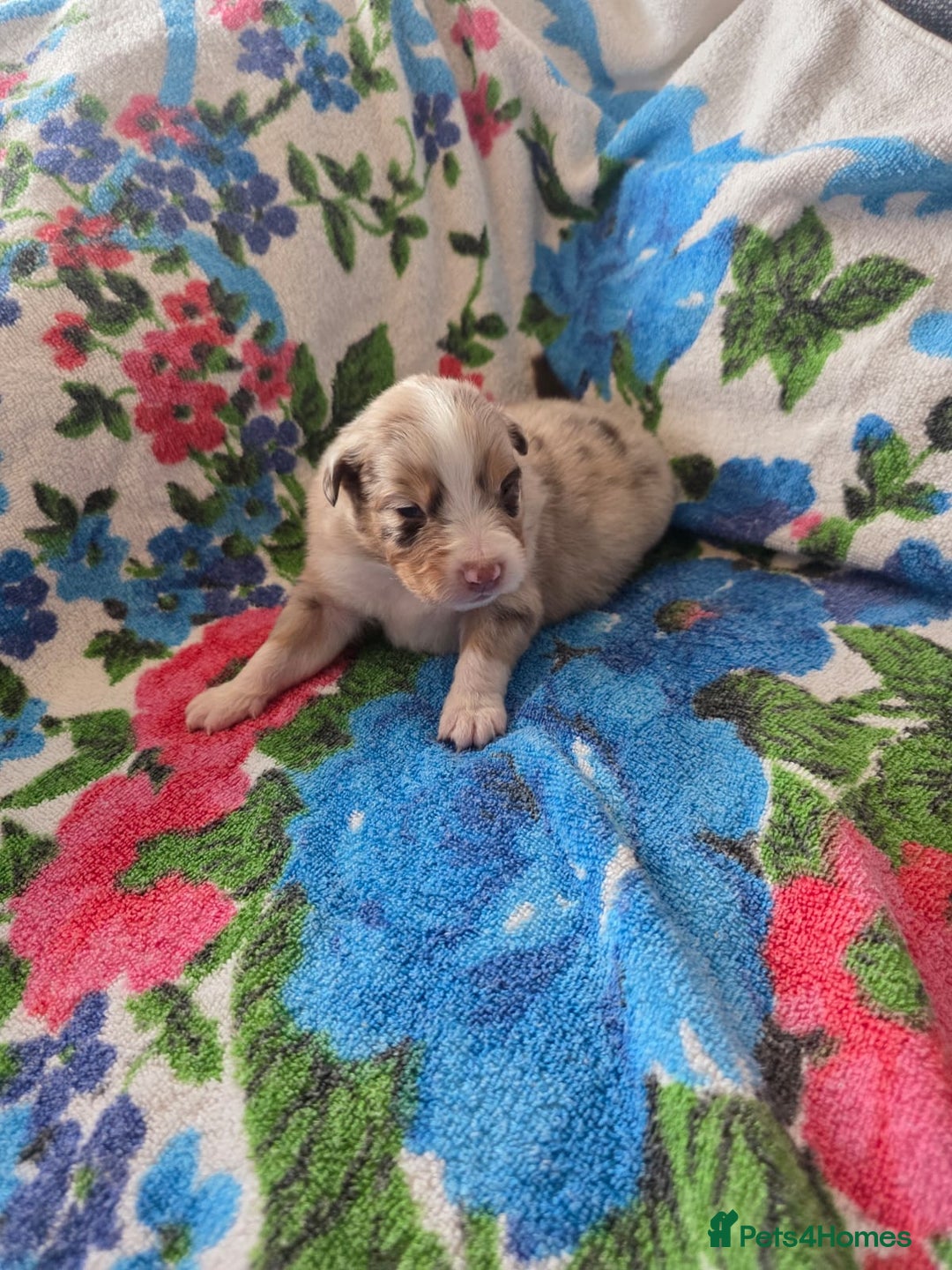 Australian Shepherd dogs for sale: Champion kc registerd pups - Image 1