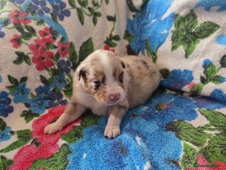 Australian Shepherd dogs - Advert 2