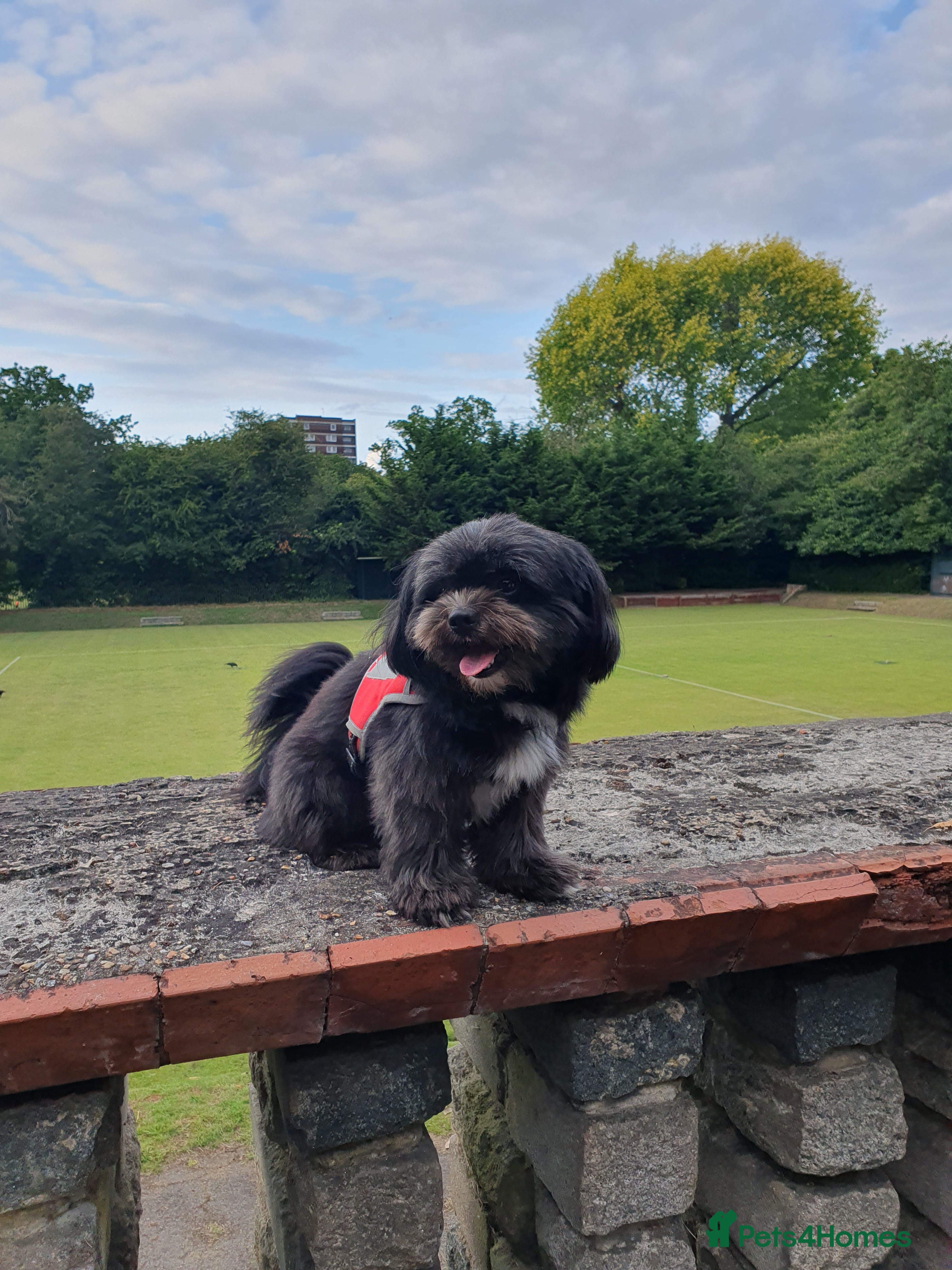 Mixed Breed dogs Pomeranian mix Shih Tzu breed Available for Stud - Advert 2