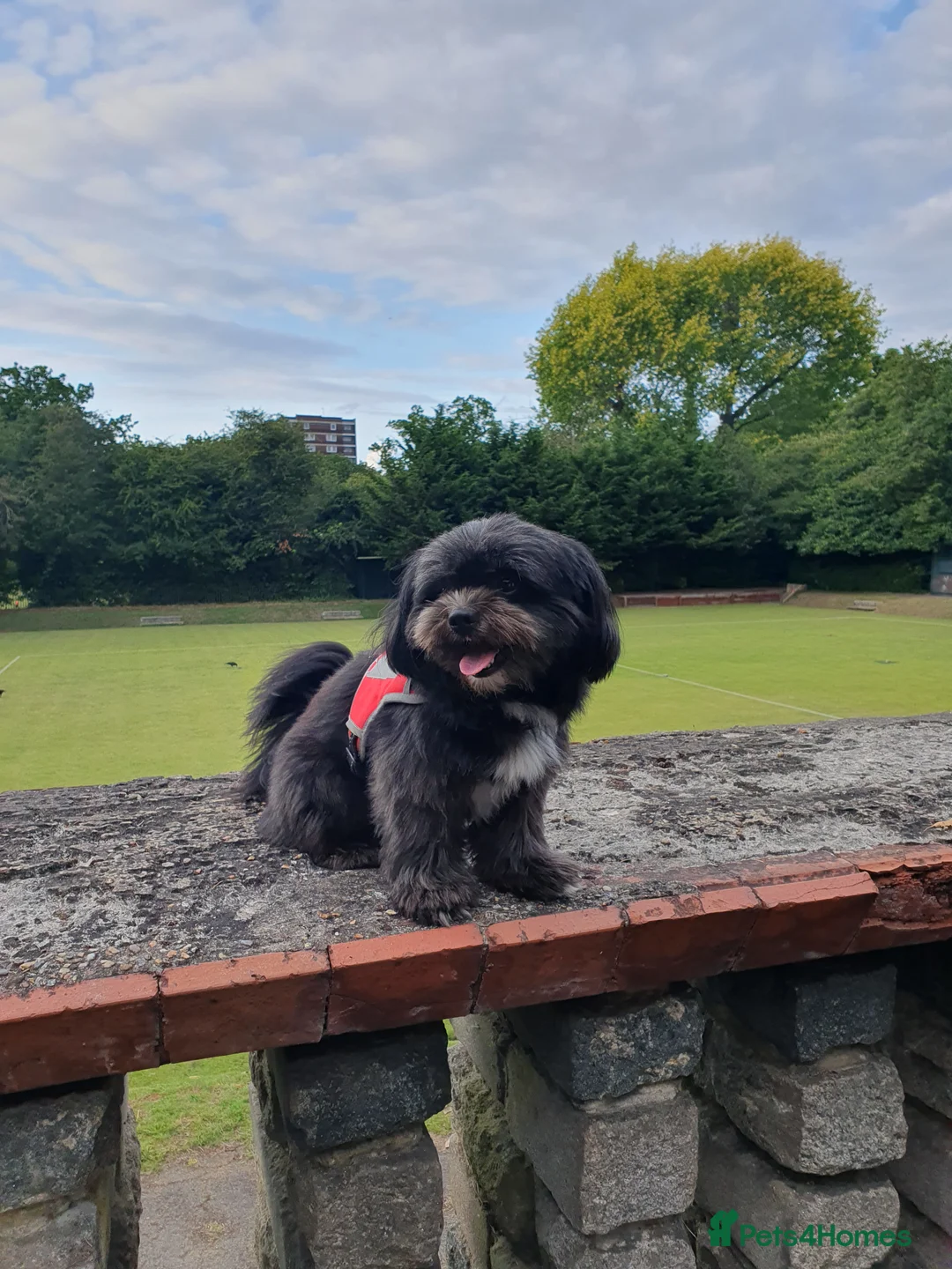 Mixed Breed dogs for stud: Pomeranian mix Shih Tzu breed Available for Stud - Advert 1
