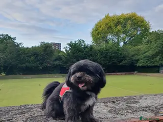 Mixed Breed dogs Pomeranian mix Shih Tzu breed Available for Stud - Advert 2