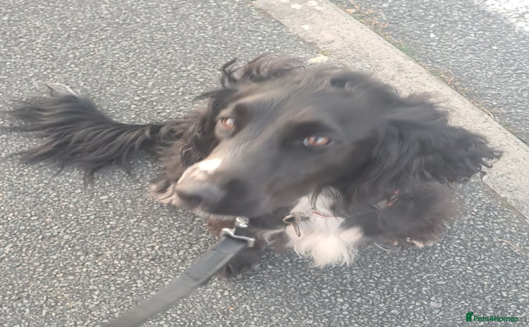 Sprocker dogs - Advert 1