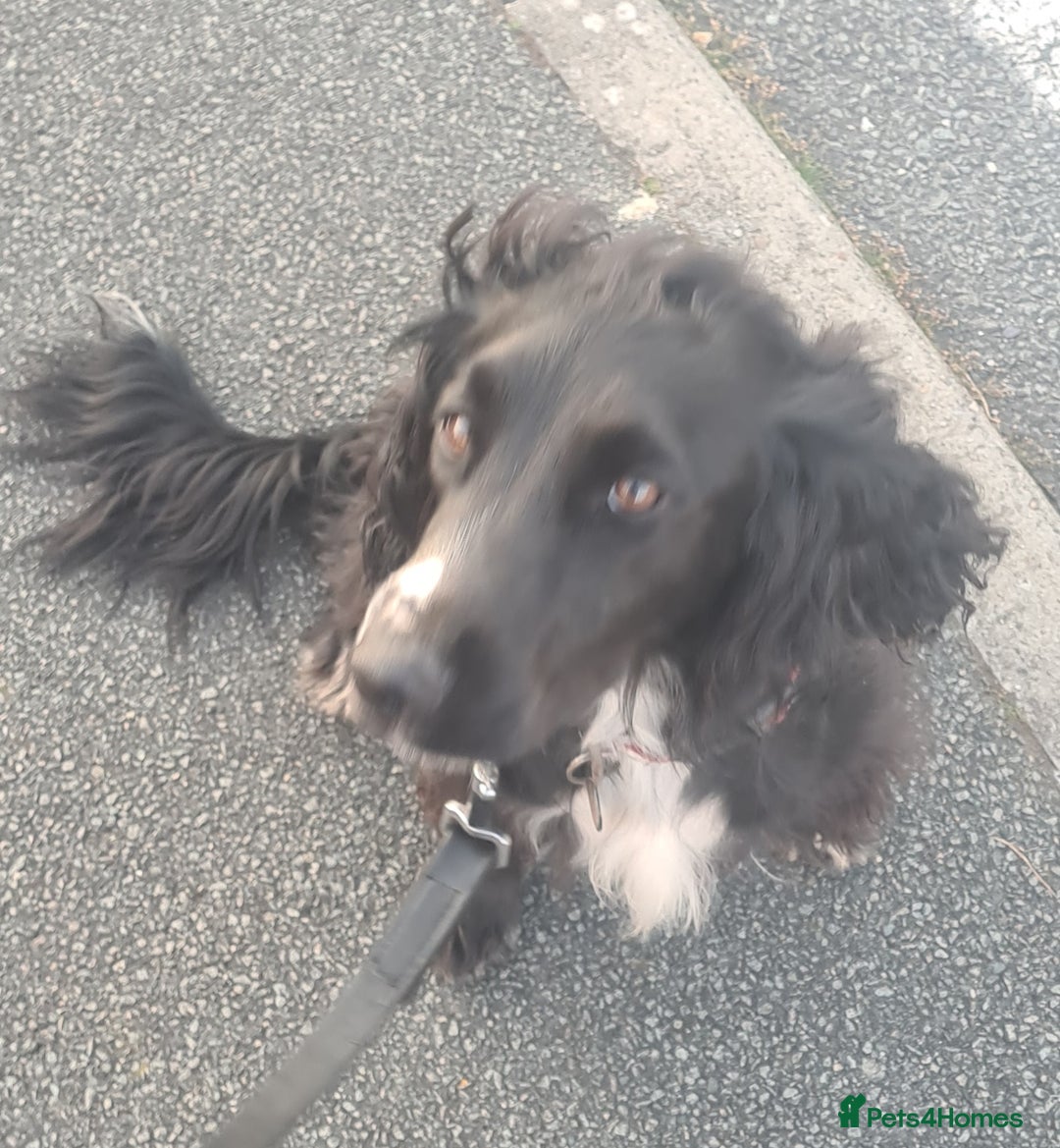 Sprocker dogs for sale: Sprocker for sale - Image 1