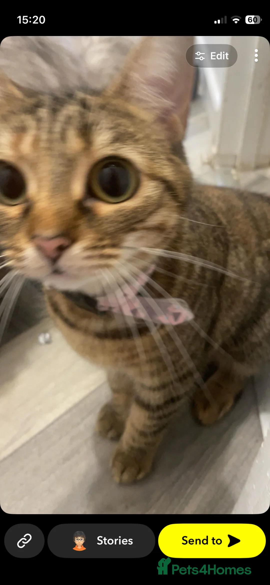 Domestic Shorthair cats for sale: Loki - 3 year old Domestic Shorthair - Advert 10