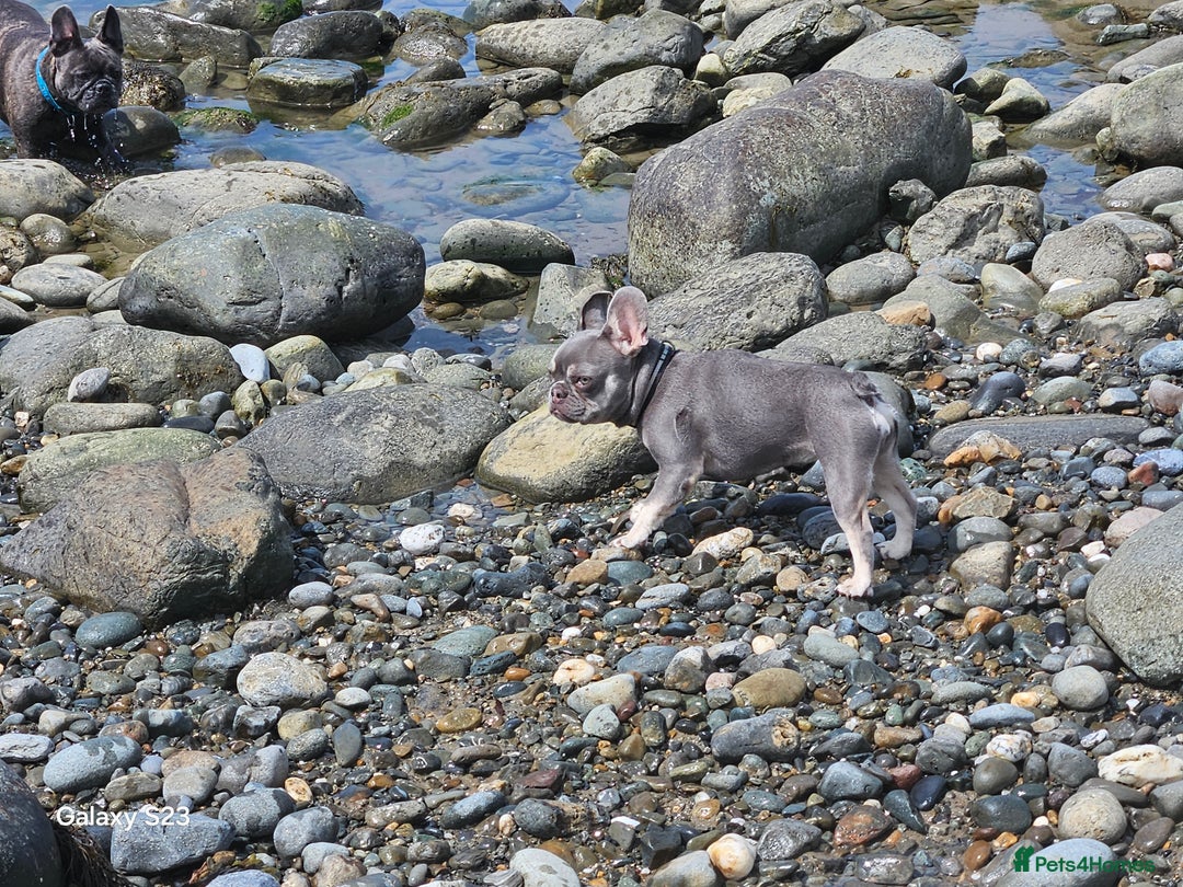 French Bulldog dogs for sale: Frenchie for sale  - Image 3