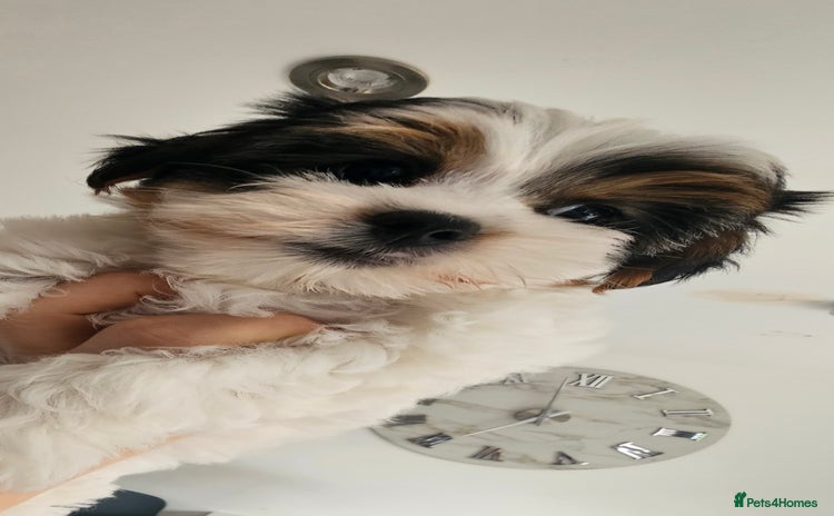 Biewer Terrier dogs - Advert 3