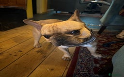 French Bulldog dogs for stud: First Time, Hence the Price - Image 6