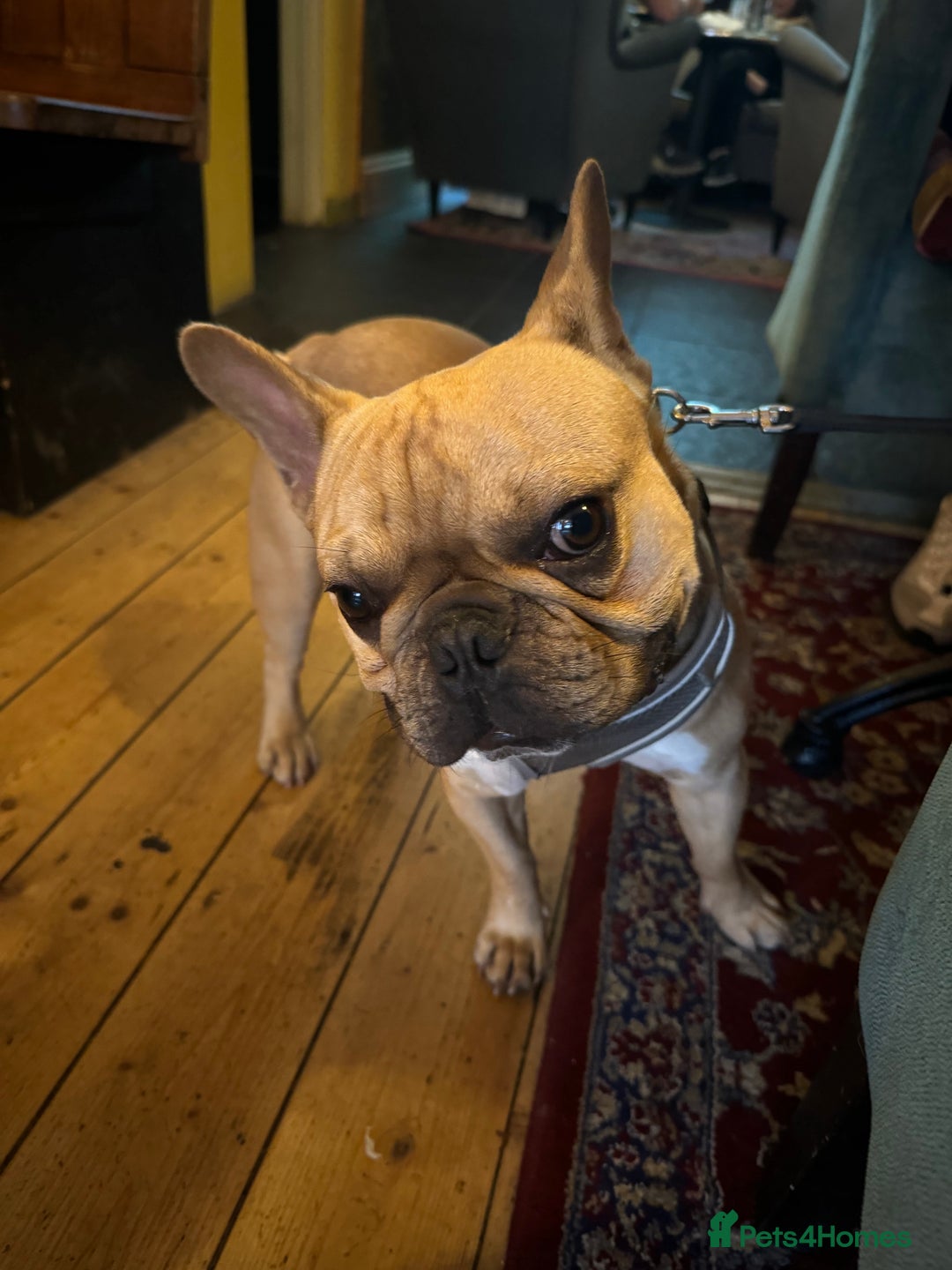 French Bulldog dogs for stud: First Time, Hence the Price - Image 6