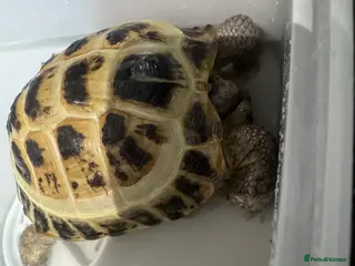 Hermann Tortoise reptiles Herman tortoise with full set up - Advert 1