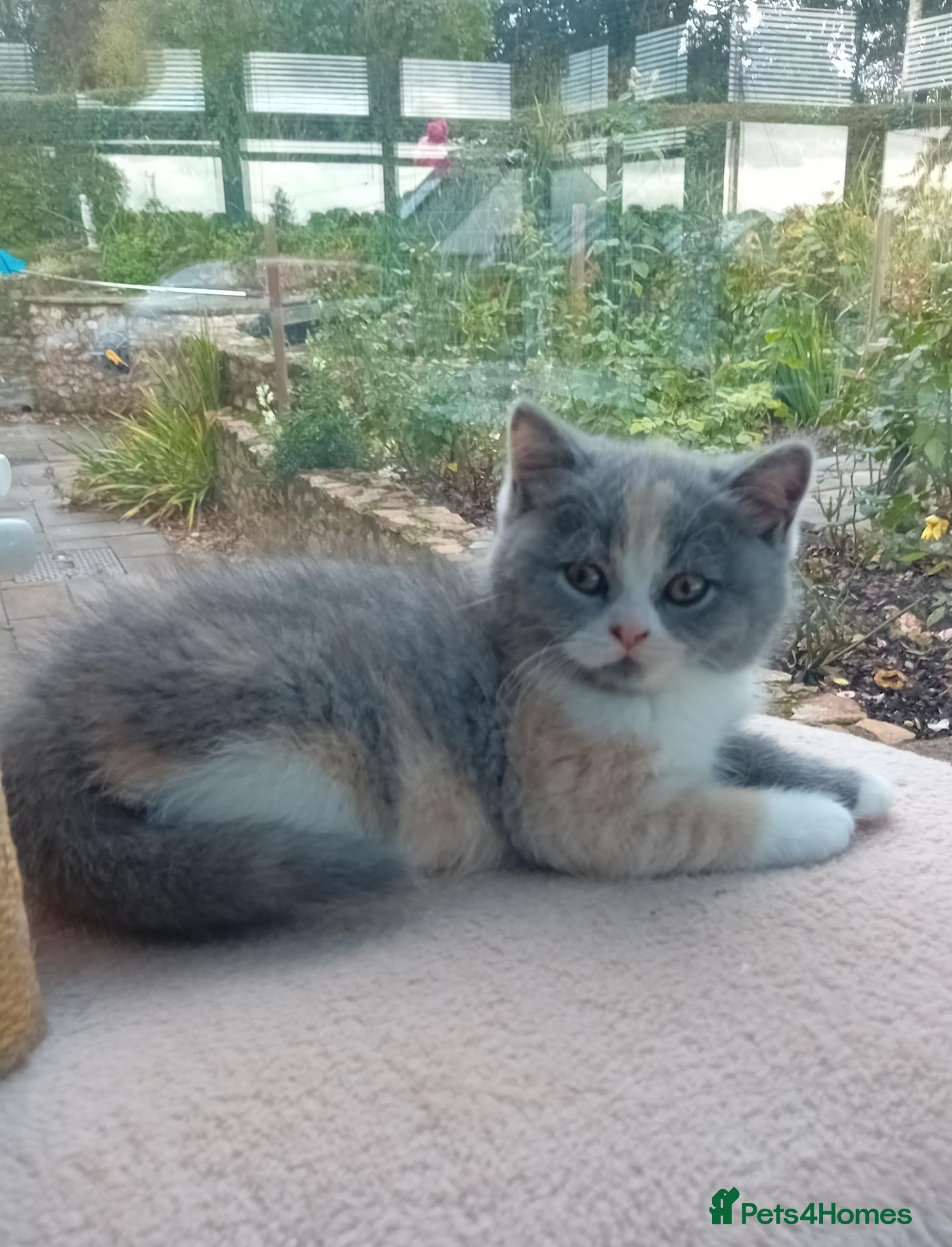 British Shorthair cats Beautiful British short-hair kittens  - Advert 2