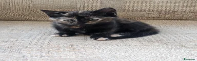 Mixed Breed 4